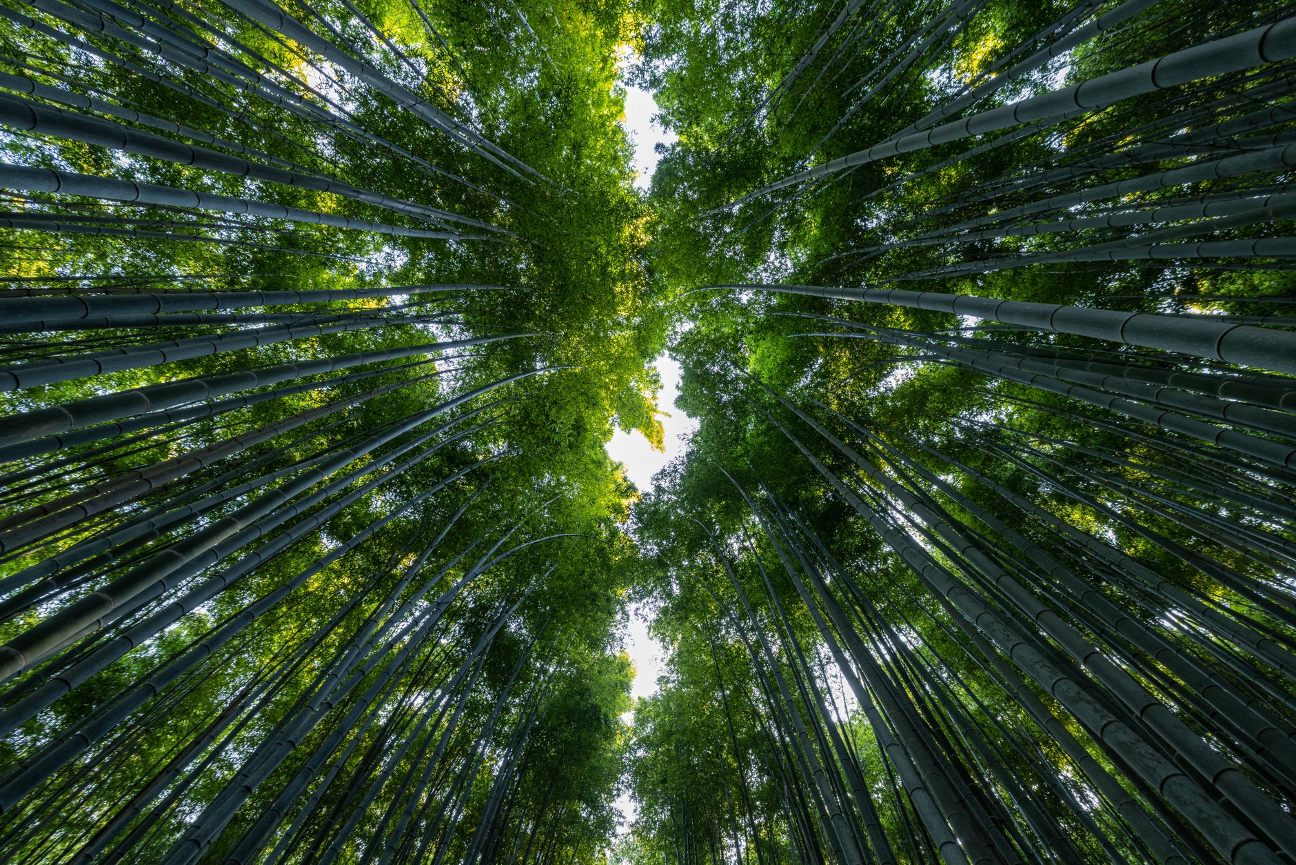 Majestätische Szene mit Wald & Friedlich – Anime Art