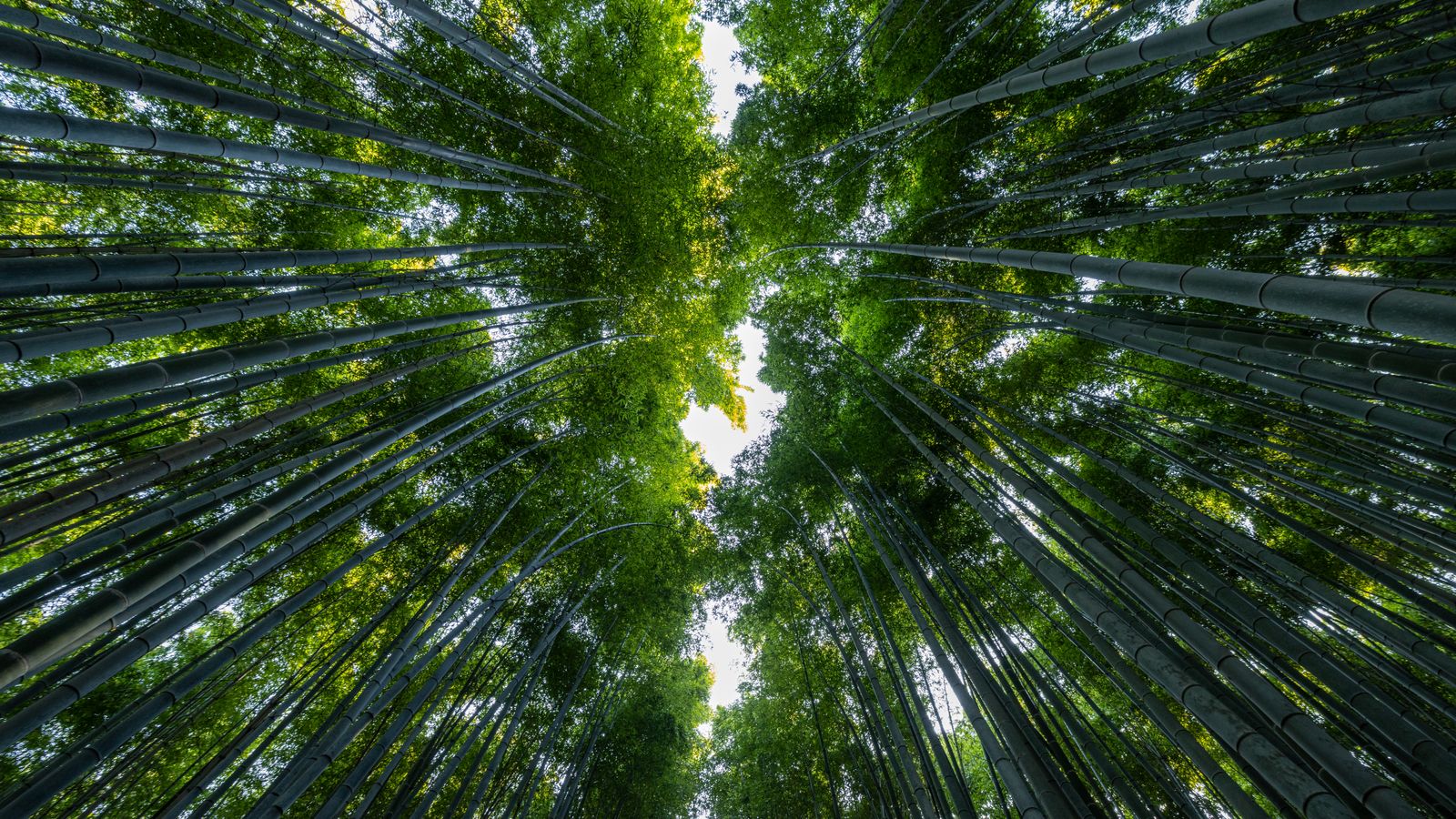 The Arashiyama bamboo grove rewards whoever gets there first.