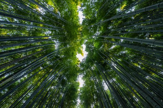 Majestätische Szene mit Wald & Friedlich – Anime Art