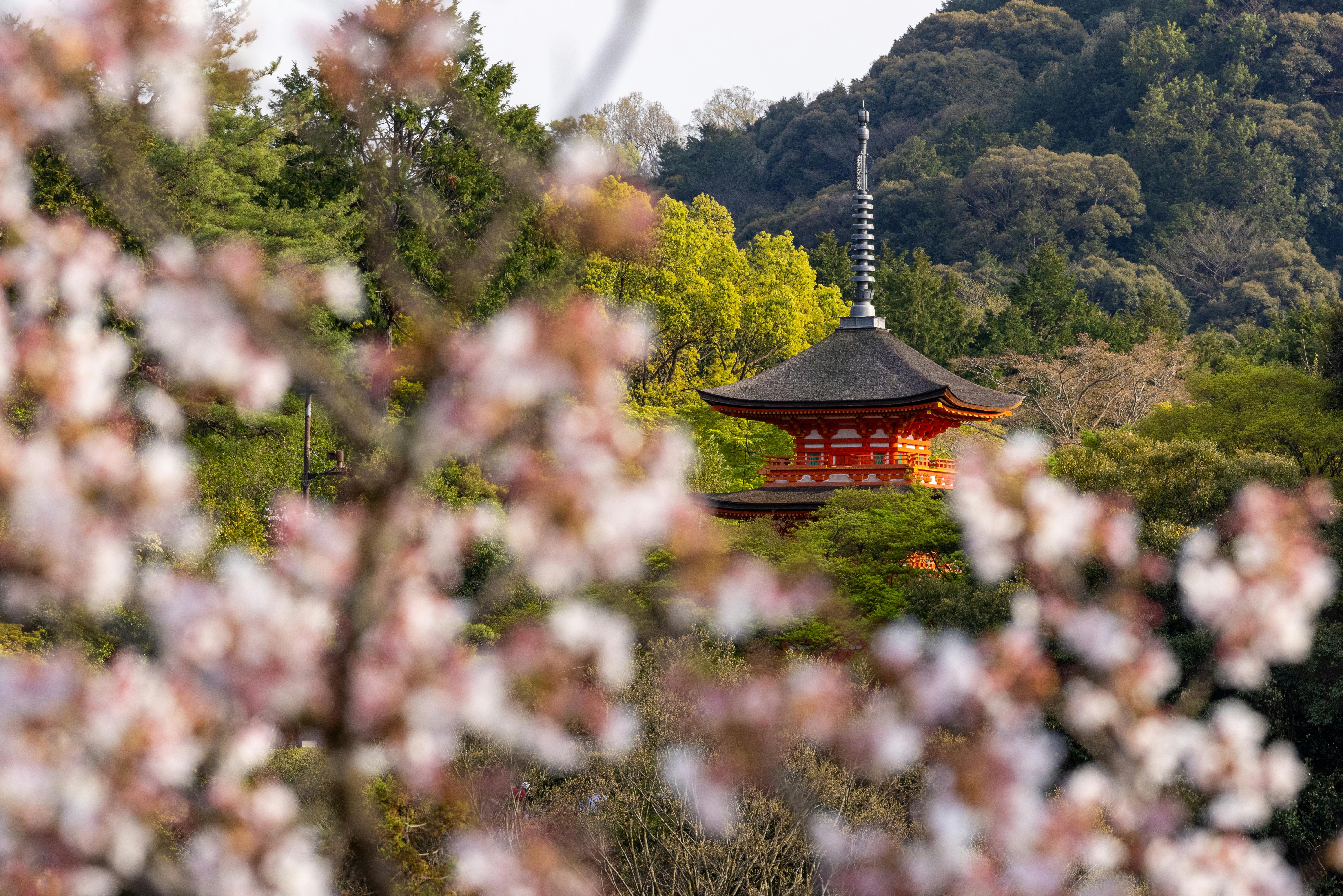 Daikaku-ji Temple behind a Cherry Blossom in Kyoto, Japan