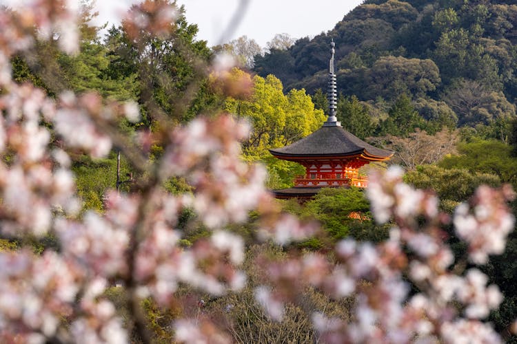 Daikaku-ji Temple Behind A Cherry Blossom In Kyoto, Japan 