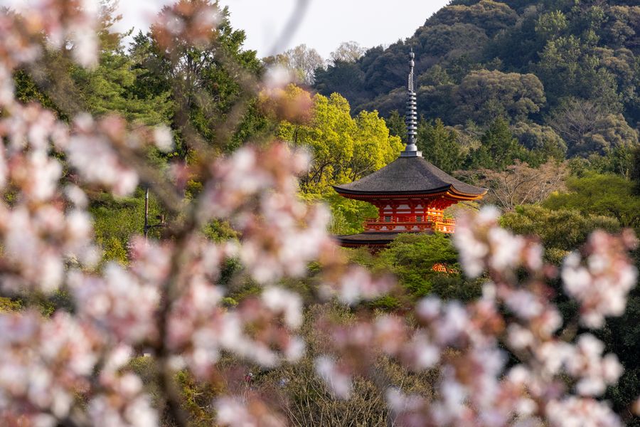 Daikaku-ji Temple cherry blossom, Kyoto