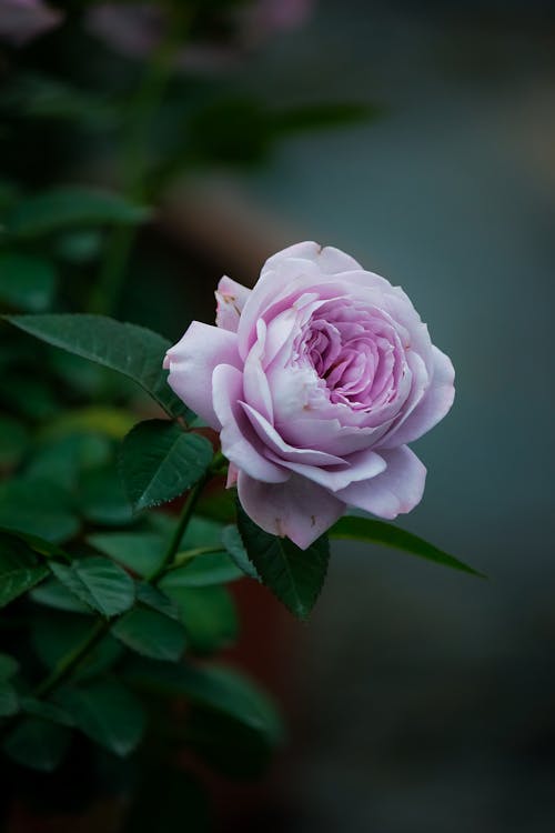Close-up of a Pink Rose in the Garden 