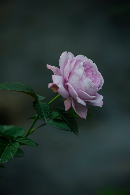 Close-up of a Light Pink Rose 