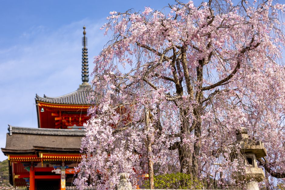 Pagode van Kiyomizu-dera met kersenbloesem in Kyoto