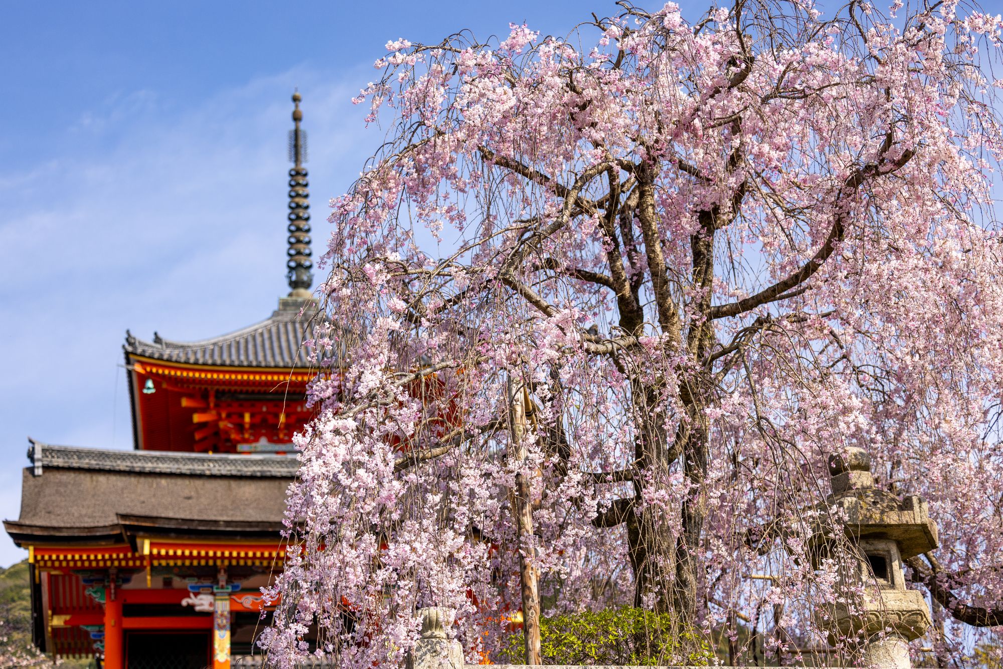 Cherry blossoms framing a Kyoto temple at spring