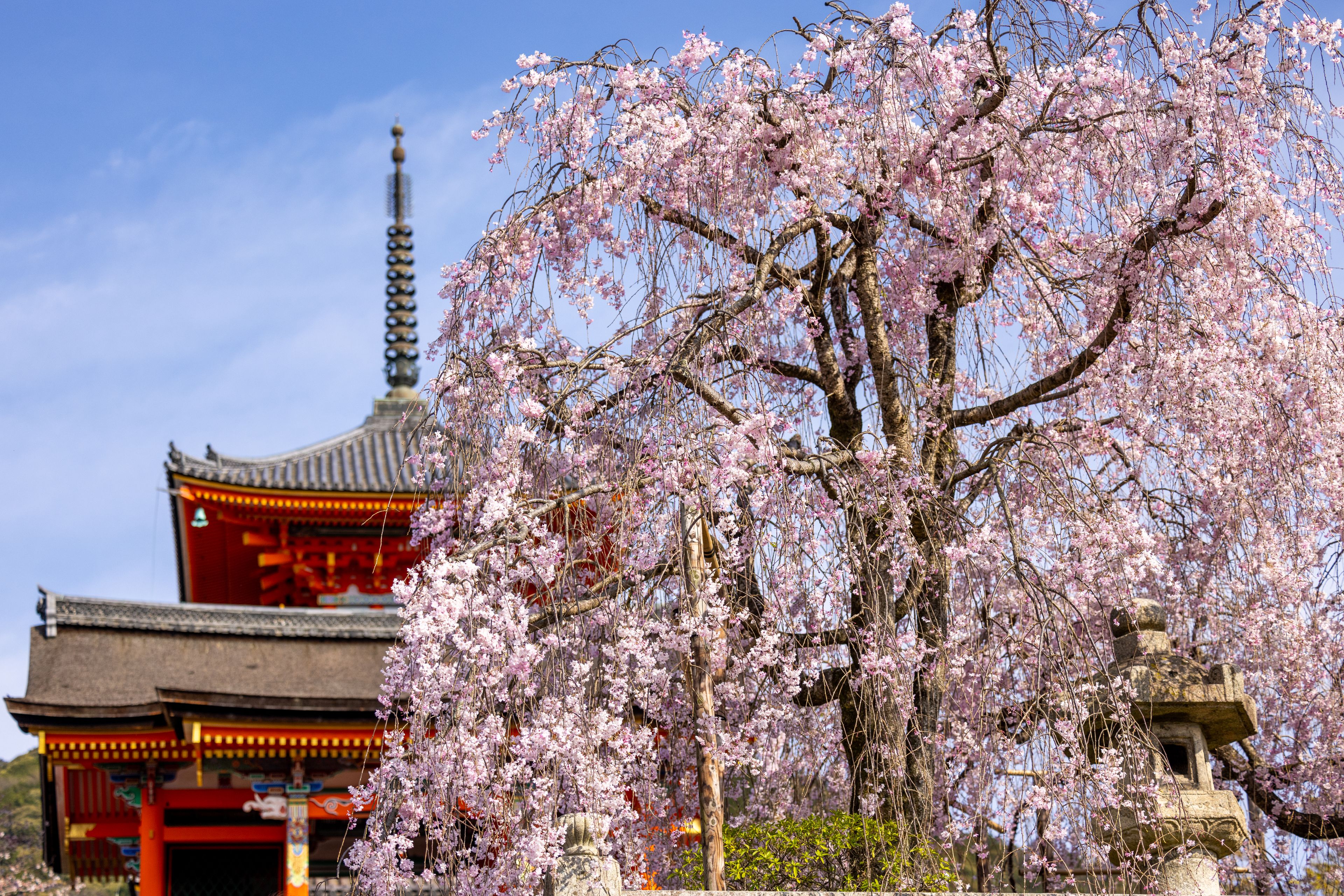 Illuminated weeping cherry tree at Maruyama Park, Kyoto, during cherry blossom season