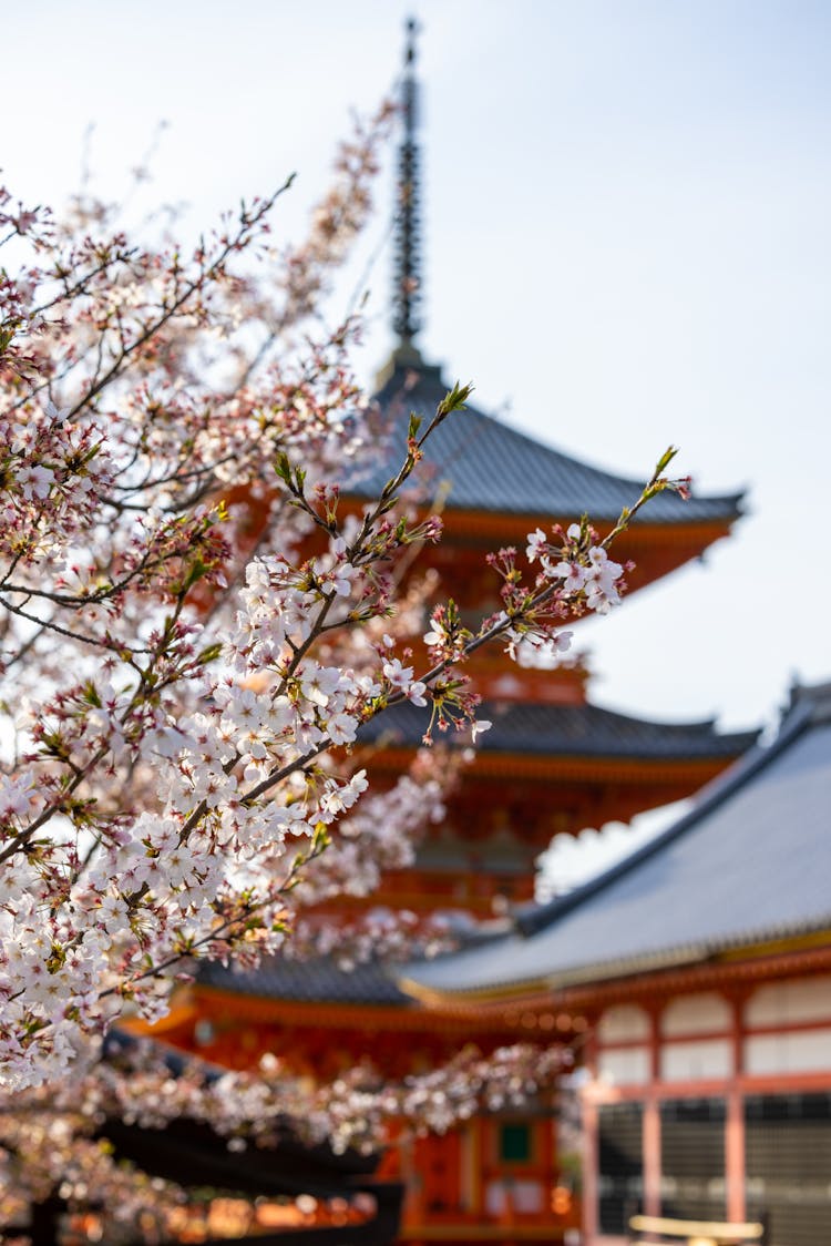 Daikaku-ji Temple Behind Cherry Blossom Branches In Kyoto, Japan