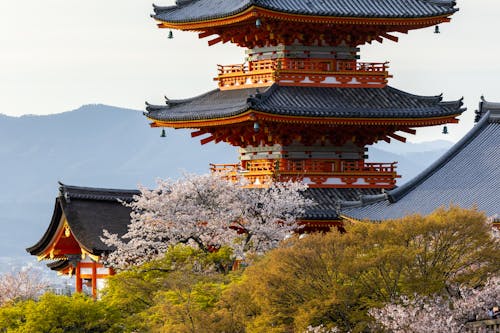 Ingyenes stockfotó cseresznyevirág, Japán, japán építészet témában