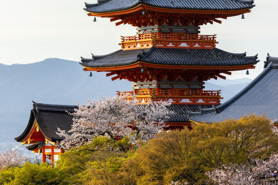 Stunning spring view of Kiyomizu-dera temple with cherry blossoms in Kyoto, Japan.