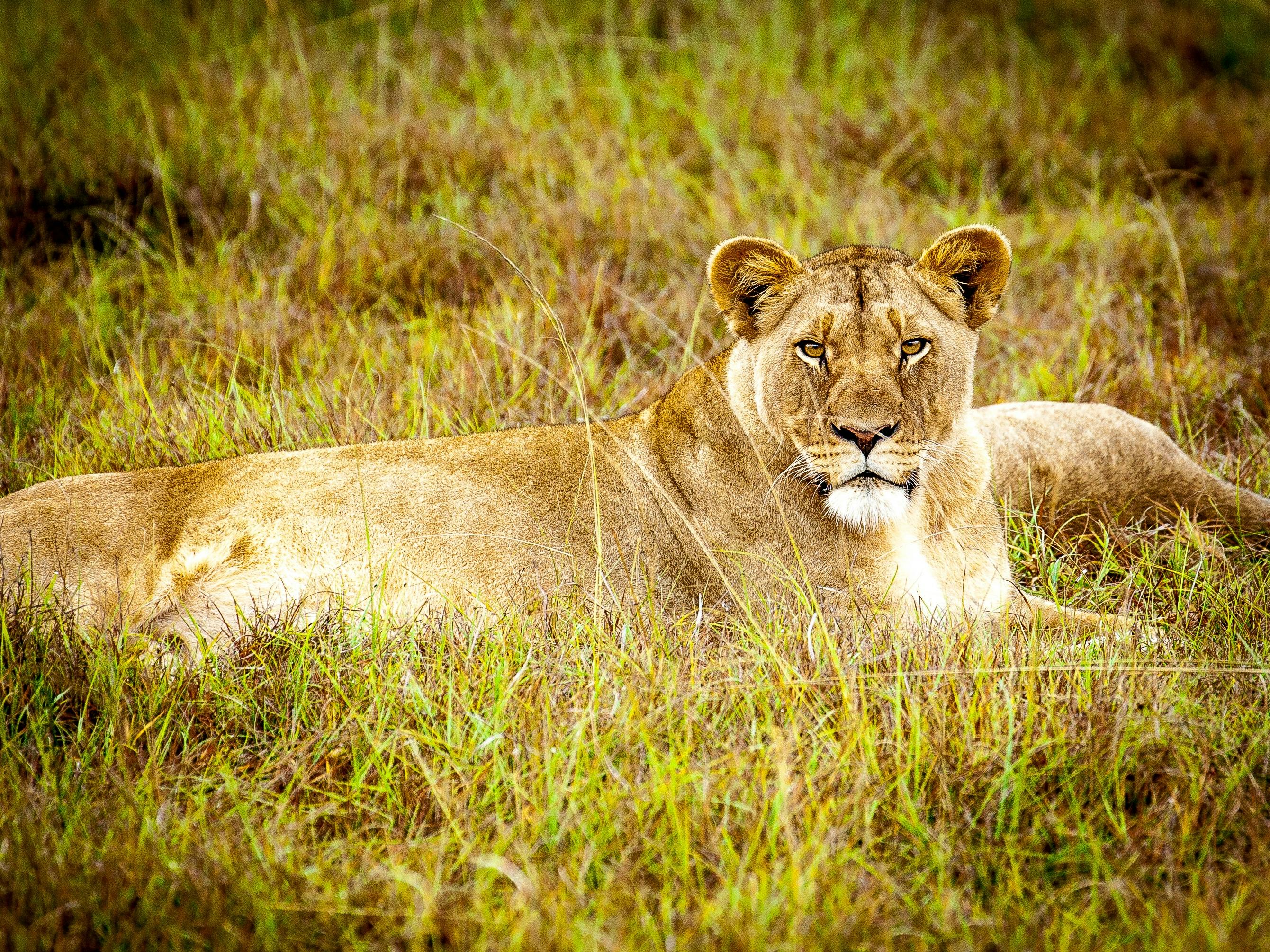 lioness-predator-cat-lion-females-162267.jpeg?cs=srgbu0026dl=nature-field-animal-162267.jpgu0026fm=jpg