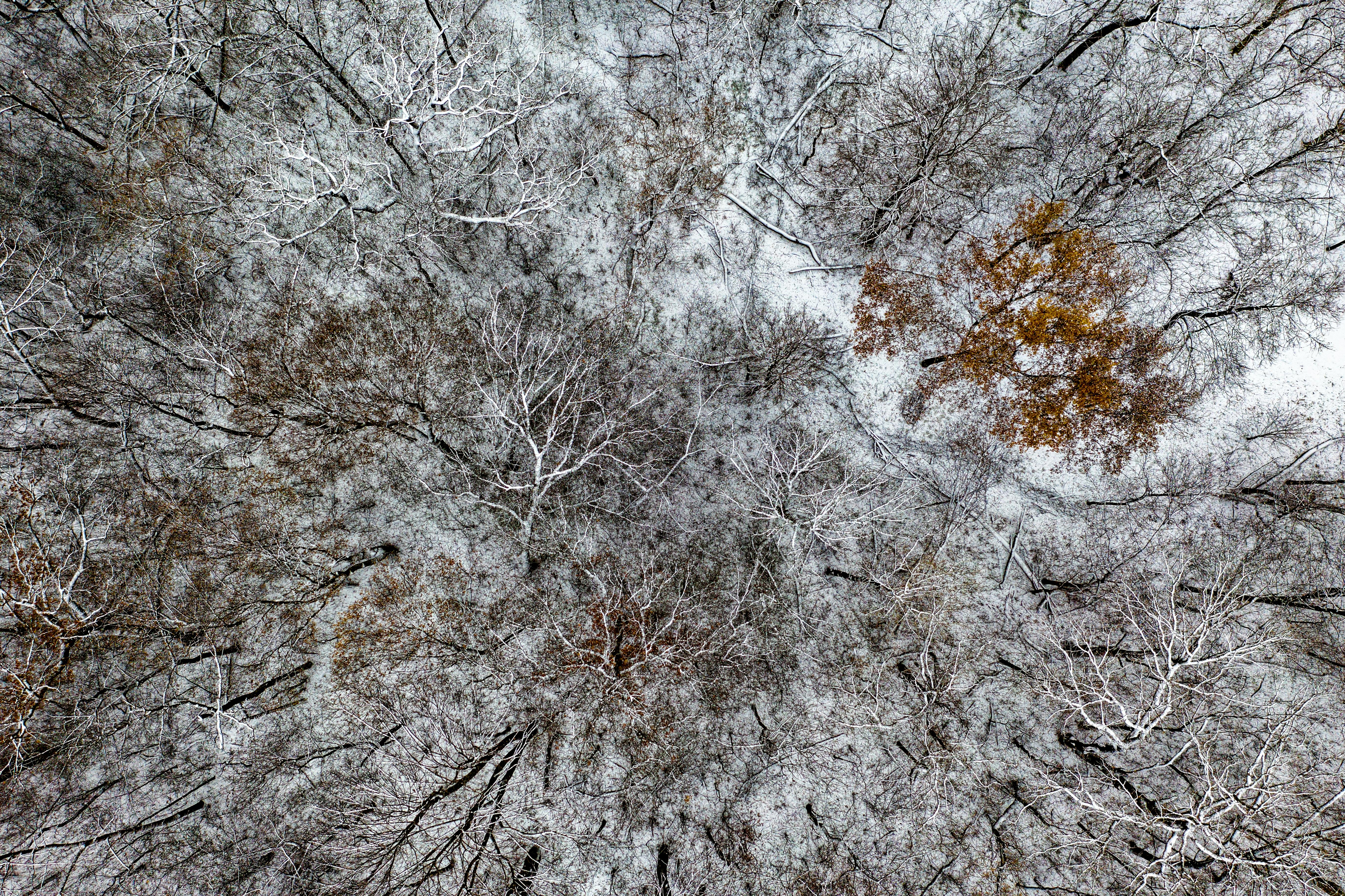 这张航拍照片捕捉到了冬日霜冻森林的宁静之美，树木被白雪覆盖