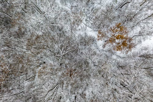 Aerial Photography Of Trees