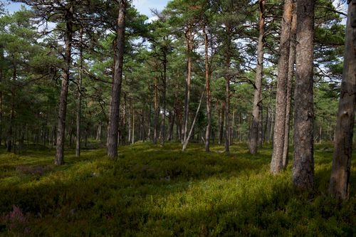 Free Serene pine forest with sunlight filtering through, creating a peaceful natural scene. Stock Photo