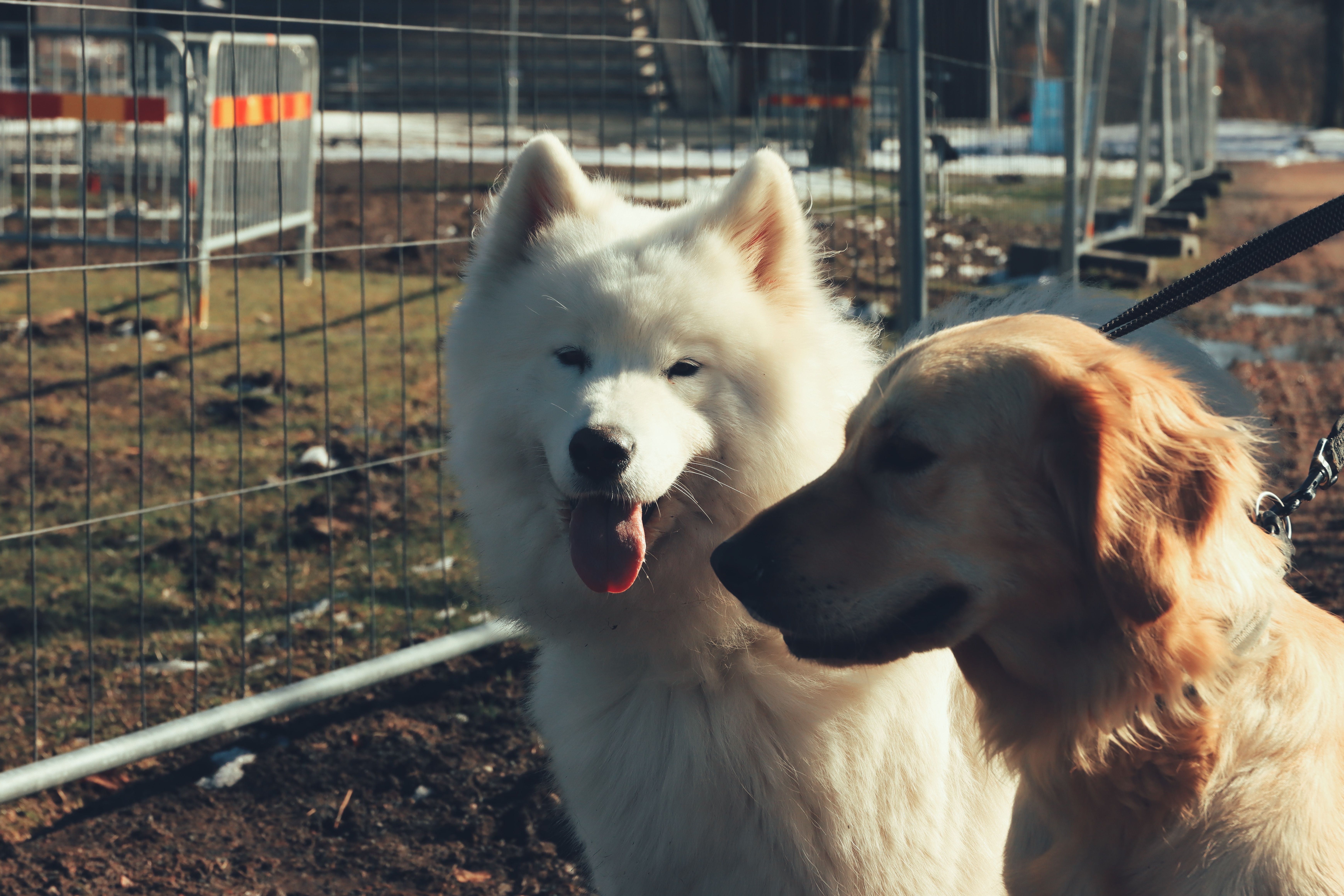 A Samoyed and a Golden Retriever outdoors on leashes in Jönköping, Sweden.