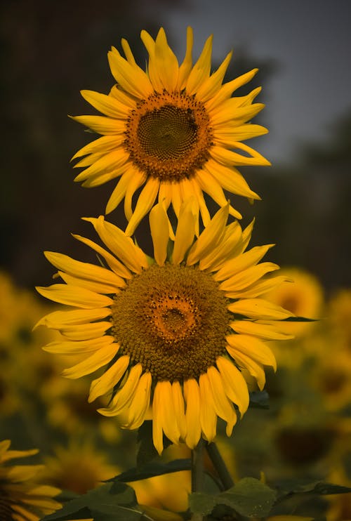 Close up of Sunlit Sunflowers