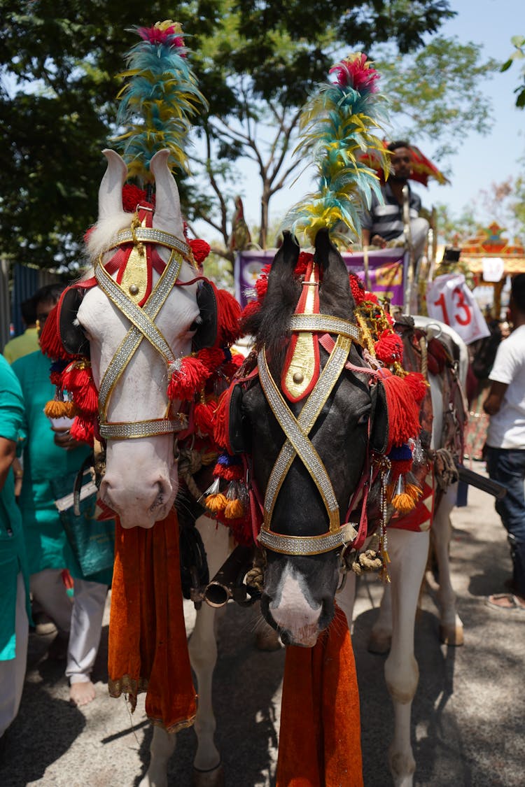 Colorful Decorations On Horses For Parade