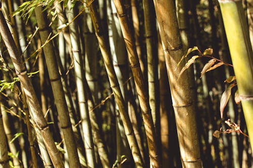 Free stock photo of bamboo, japan Stock Photo