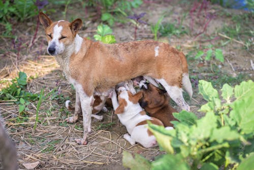 Dog Mum Feeding Puppies