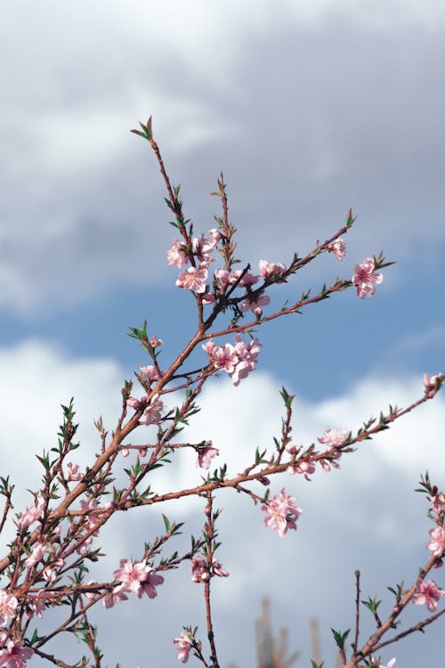Close up of Cherry Blossoms on Branches