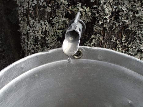 maple sugaring equipment