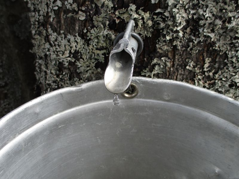 Maple Tapping