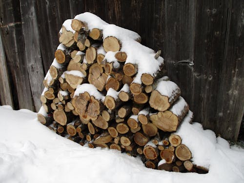 Gratis arkivbilde med bark, skog, snø