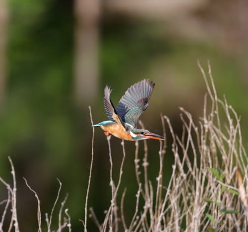 Close up of Flying Kingfisher