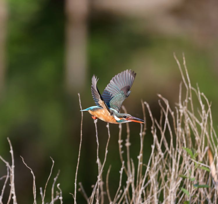 Close Up Of Flying Kingfisher