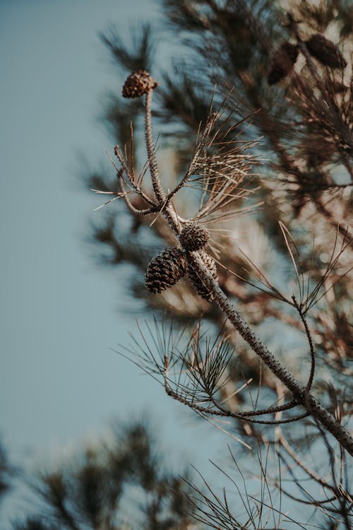 가지, 로우앵글 샷, 맑은 하늘의 무료 스톡 사진