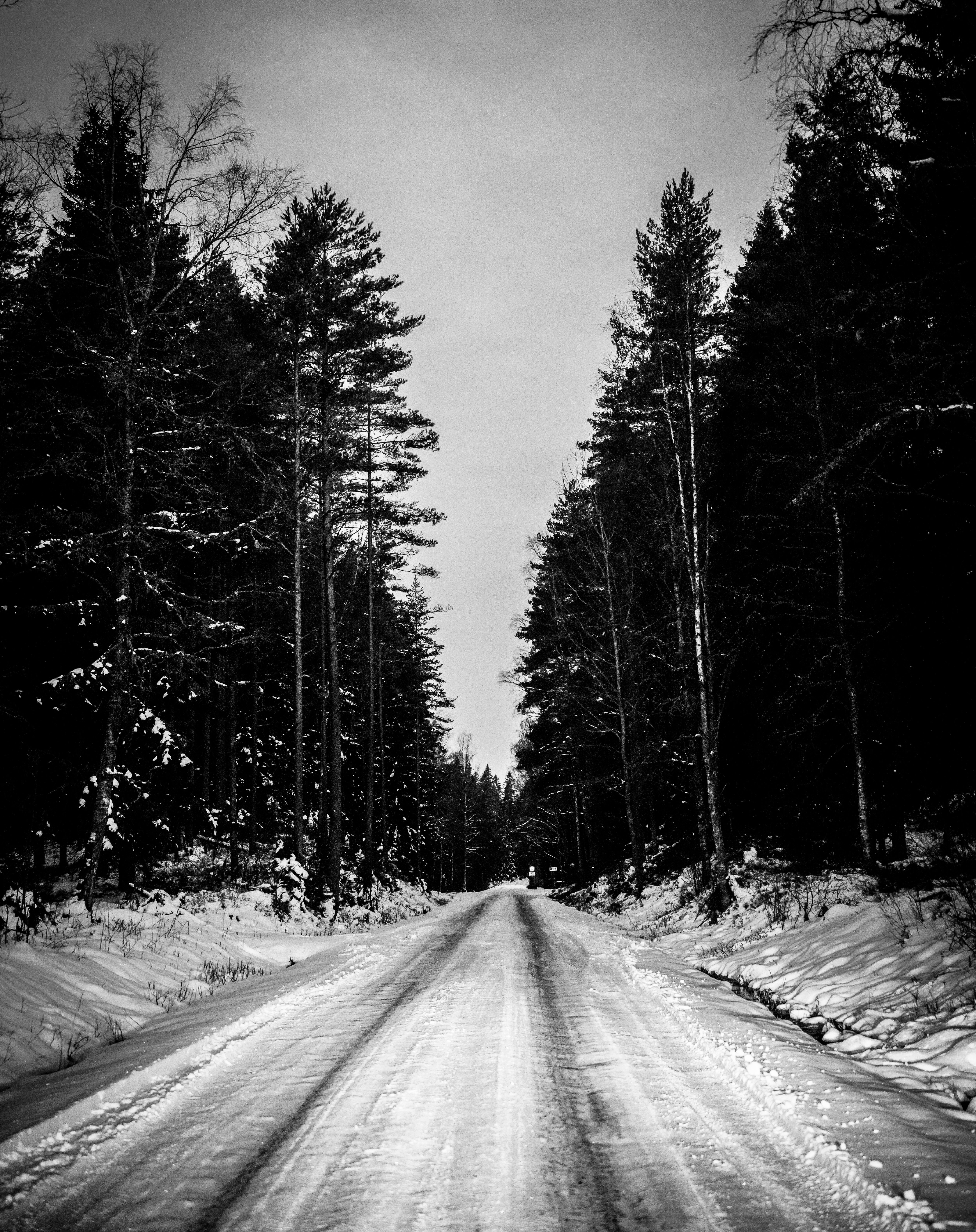 Snow on Road in Forest in Winter in Black and White · Free Stock Photo