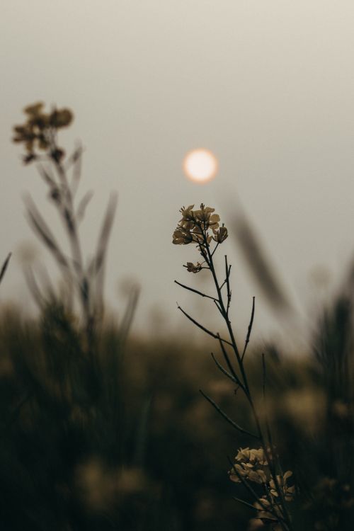 Free A serene wildflower stands tall against a hazy sunrise in Kolkata, capturing nature's calm beauty. Stock Photo