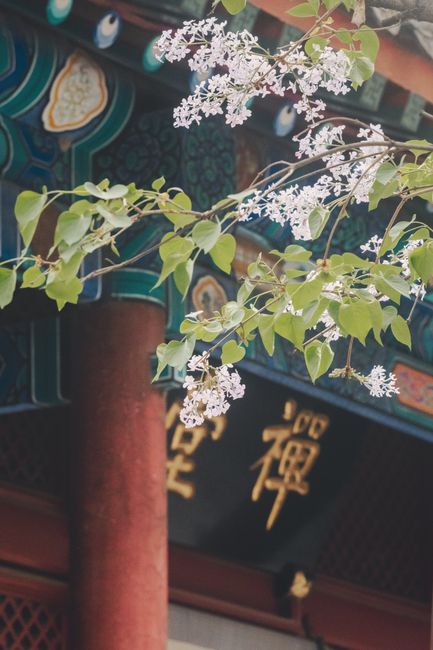 A peaceful scene of blossoming branches against a colorful traditional Asian temple backdrop.