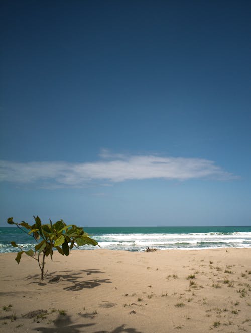 Single Tree on Sunlit Beach