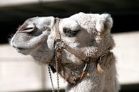 一张详细的骆驼侧面图，展示了它戴着挽具的特征