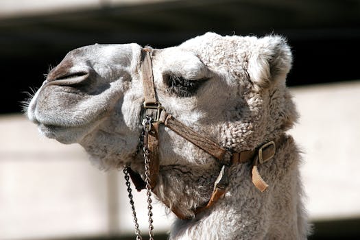 一张详细的骆驼侧面图，展示了它戴着挽具的特征