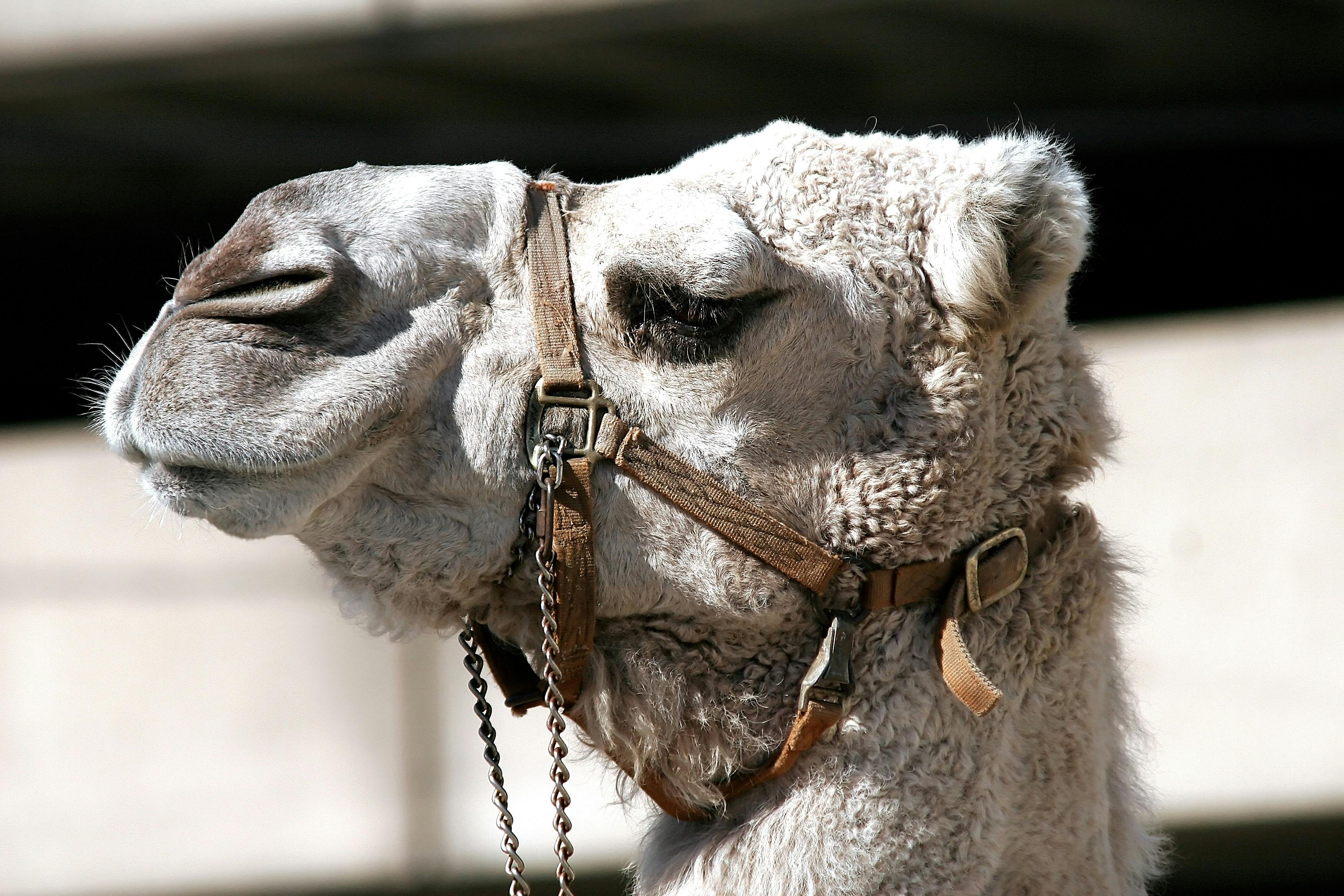 kostenloses-foto-zum-thema-arabian-kamel-bauernhof-draussen