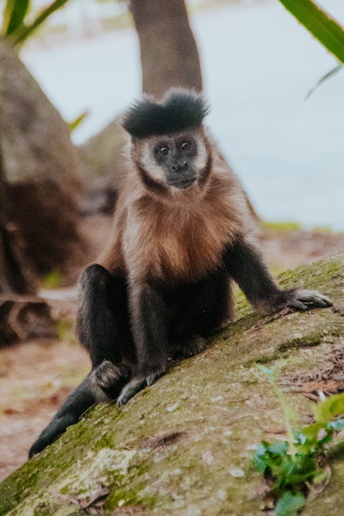 Gratis arkivbilde med ape, bakken, dyr