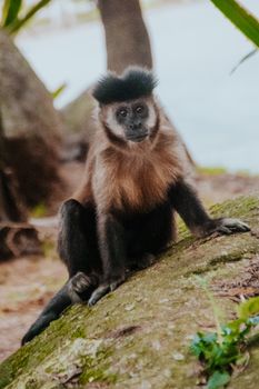 A thoughtful monkey sitting on a tree trunk, surrounded by lush greenery in a natural setting.