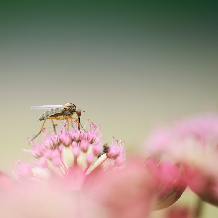 Grey Weevil