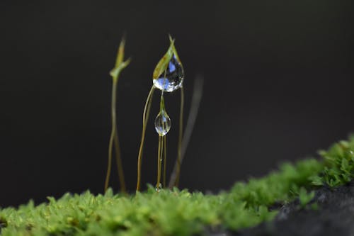 植物, 緑, 自然の無料の写真素材