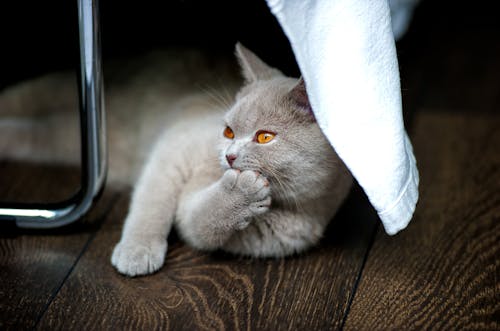 White Cat on Wooden Floor