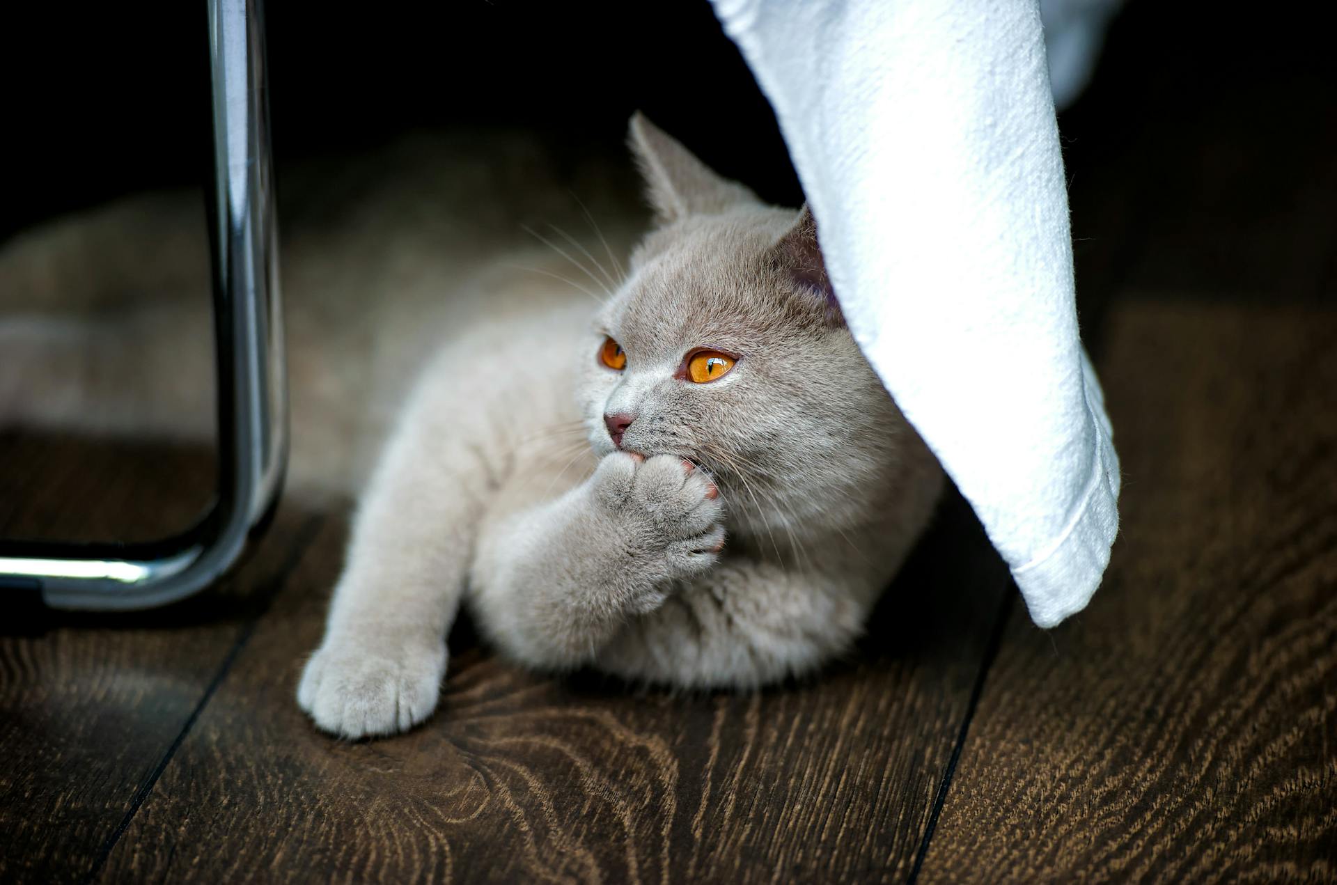 White Cat on Wooden Floor