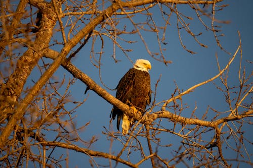 An American Eagle on a Tree Branch 