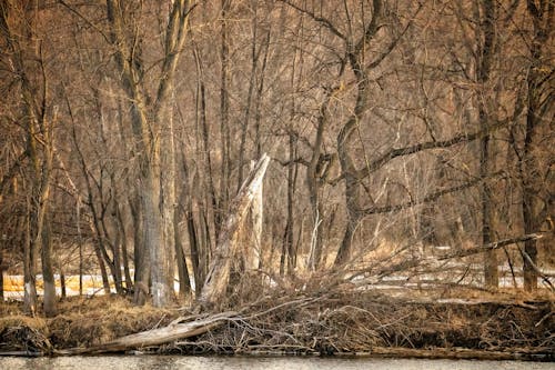 Foto d'estoc gratuïta de arbres, bosc, boscos