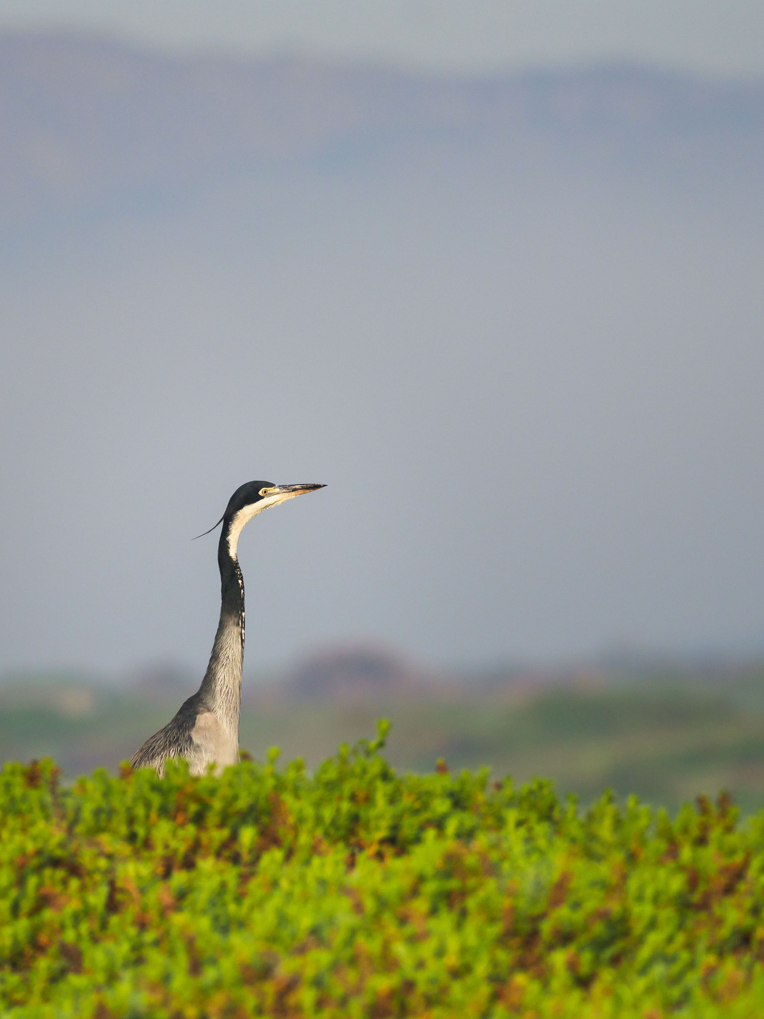 White and Black Bird on Grass Field Selective Focus Photography