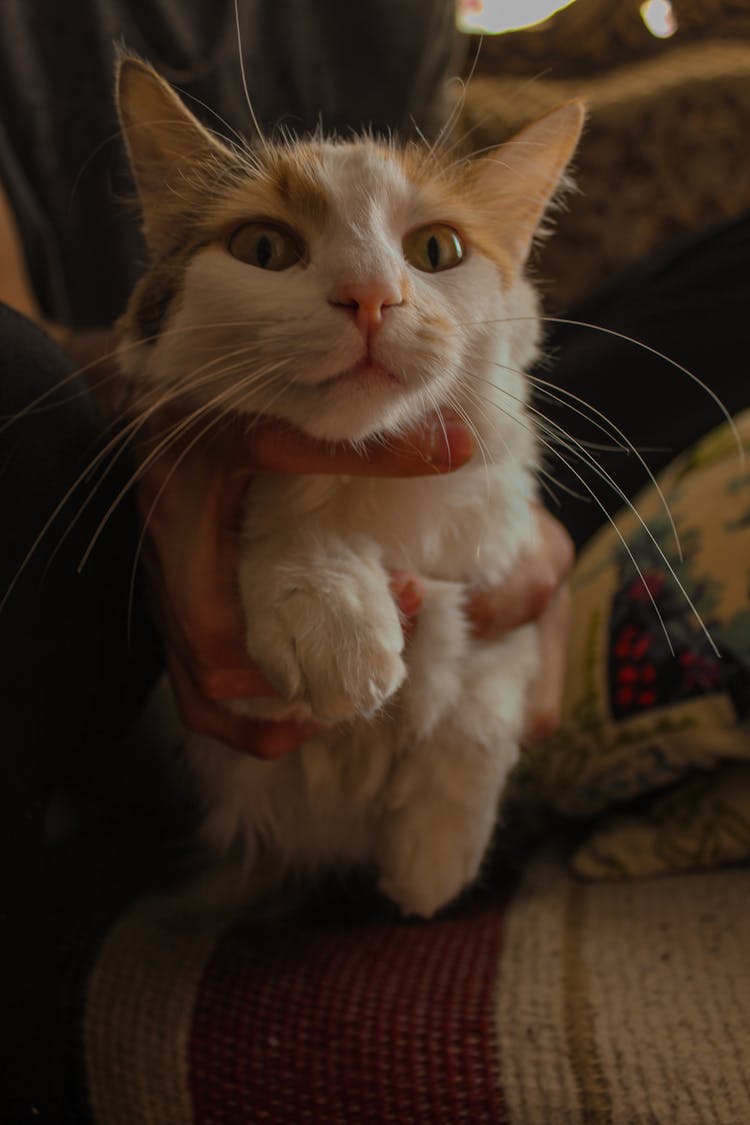 Person Holding Cat