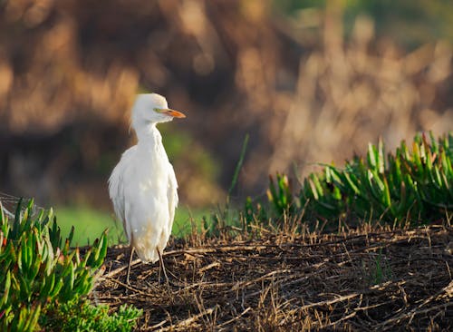 Selective Focus Photography of White Bird on Ground