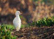 Selective Focus Photography of White Bird on Ground