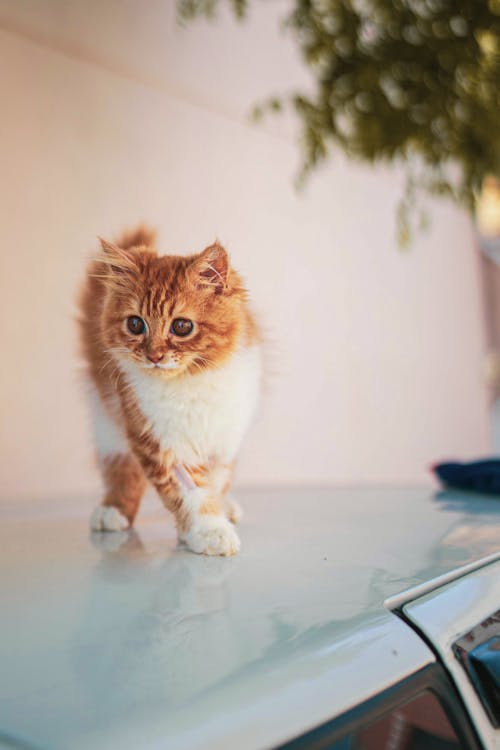 Foto d'estoc gratuïta de animal, fons de pantalla per al mòbil, fotografia de mascotes